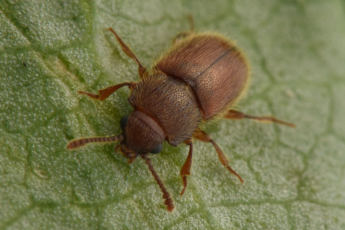 Cryptophagidae: Cryptophagus lycoperdi